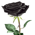 Black_Rose