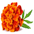African_Orange_Flower
