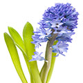 Blue_Hyacinth